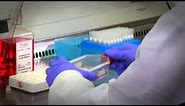 Primary Cell Culture: Protocols & Guidance