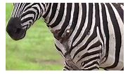 Injured Zebra . . . #zebra #zebras #wildlife #animals #stripes #blackandwhite #africa #safari #zoo #conservation #endangeredspecies #wild #nature #beauty #stripes #animal #mammal #wildlifephotography #safarilife | Lion space