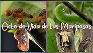 Ciclo De Vida De Las Mariposas Explicado Para Niños