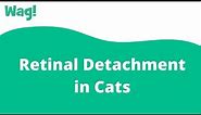 Retinal Detachment in Cats | Wag!