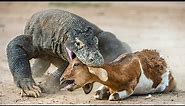 Largest Lizard on Earth - The Komodo Dragon|Komodo dragons attack| The crocodile hunter|The Fact