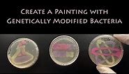 Create a Painting With Genetically Modified Bacteria | STEM Activity