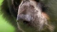 Chester Zoo welcomes rare Andean bear
