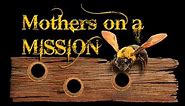 The life of Carpenter Bees