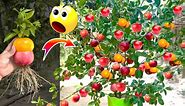 Best Idea!!! Great Unique Skill Growing Apple and Orange fruit To Apple fruit in Orange tree With The latest techniques