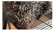 Long-Tailed Porcupine #longtailedporcupine #porcupines #animal | Eddy Family Farm