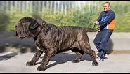 The 10 Biggest Mastiff Dog Breeds