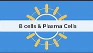 B cells & Plasma Cells Immunology Tutorial