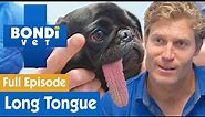 🐶 Pug’s Tongue Is Permanently Stuck Out | FULL EPISODE | S8E4 | Bondi Vet