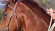 Causes of a Horse’s Head Tossing Issue | Downunder