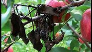 Identifying and Treating Apple Tree Diseases | apple tree leaf curl | fire blight apple tree