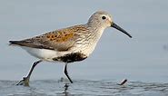 Dunlin Identification, All About Birds, Cornell Lab of Ornithology