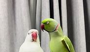 Meow meow meow meow😻💚🤍✨ Mintee and Amber💚🤍✨ #fluffy #beepbeep #beep #talkingbird #talkingparrot #funnypet #funnypets #silly #greenbird #greenparrot #parrot #birb #birbs #cute #adorable #fy #fyp #reel #reels #lol #pets #petlover #animal #cutestpets #petmom #ringneckparrot #indianringneckparrot #parakeet #foryoupage #fyp #viral #fy #fypシ #beautifull #maldives #mintee # green #amber #white #meow #meowmeow #whiteindianringneck