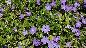 How to Grow and Care for Vinca Minor