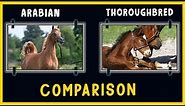 Arabian Horse VS Thoroughbred Horse