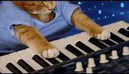 Keyboard Cat - "The Soul of A Cat"