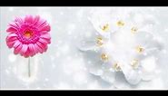 Beautiful Flower Background Video Hd - Freecdr