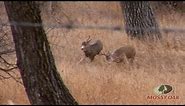Whitetail vs Mule Deer Fight - Mossy Oak