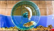 Russian Hamster Vs. Hamster Wheel! | Pets: Wild At Heart | BBC Earth