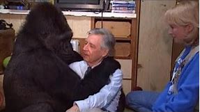 Koko the Gorilla Meets Mister Rogers (Mr. McFeely Interview)
