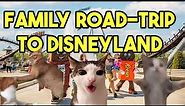Cat Memes: Family Road Trip To Disneyland Cat Family Meme Part 1