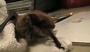 Baby Brown Bat - Little Louisa