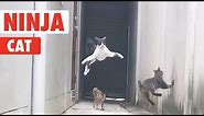 Ninja Cat! | Catch Me If You Can