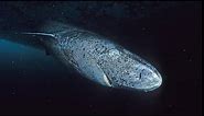 Facts: The Greenland Shark