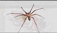 How to Identify a Common House Spider? What eats common house spiders?