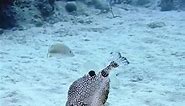Beautiful Underwater 😊 #ocean #underwater #oceanlife #dolphin #diving #fish #foryou #fyp #reels #reelsviral (62) | Dopito
