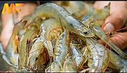 Modern Shrimp Farming In Aquaculture Technology | shrimp Harvesting And Packing | Modern Farm➤#18