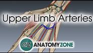 Upper Limb Arteries - Hand and Wrist - 3D Anatomy Tutorial