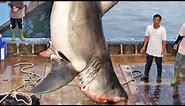 5 of the WORLD'S BIGGEST GREAT WHITE SHARKS ever caught!