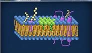 Citologia 13 - Membrana cellulare