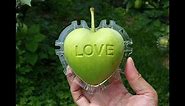 heart shaped apple growing on the tree with heart apple mold