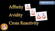 Affinity, Avidity and Cross Reactivity (FL-Immuno/42)