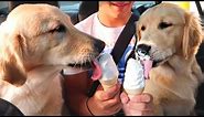 Dogs eating their first ICE CREAM CONE with Funny Commentary!