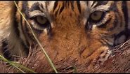 Rare Tiger vs Boar Fight | BBC Earth