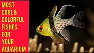 30 Colorful Freshwater Fishes for your Aquarium ll Most Beautiful Fish for Aquarium ll Colorful Fish