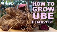 How To Grow Ube Purple Yam + Harvest