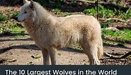 The 10 Largest Wolves In The World (Biggest Wolf On Record)