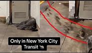Shocking Video Shows Dozens Of Rats Running Out Of Homeless Man’s Blanket In NYC Subway