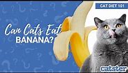 Can Cats Eat Banana? Cat expert explains!