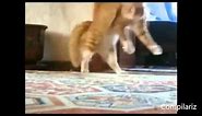 The Best Dancing Cats Ever Compilation - Funny Daning Cats Compilation Youtube 2014