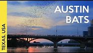 1.5 million bats in Austin, Texas (USA)