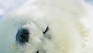 #FOCA !! 🦭♡ Las focas viven principalmente en aguas heladas, y al nacer son muy cercanas a sus madres. ♡ #oceano #oceananimals #sea #ocean #vidamarina #mar #animalesdemar #animalesmarinos #seaanimals #cute #seal #babyseal #focas