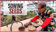 Growing Bonsai From Seeds: How to Sow