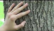 Tree identification: green ash