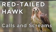 Red-tailed Hawk Calls and Sounds (2024) - Have you heard this raptor before? (ID Guide)