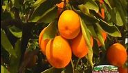 Family Tree Farms Satsuma Mandarins
